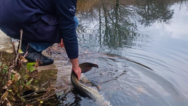 Poribljavanje Korane