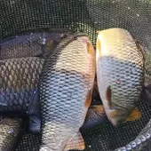 374250156 755034376632439 n