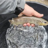 poribavljanje slunjice  