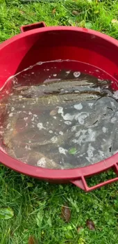 poribljavanje rijeke korane  